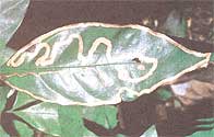 leaf miner tunnels on a forest leaf.